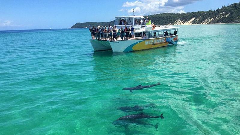 Cruise to Moreton Island to explore the fascinating Tangalooma shipwrecks, discover amazing marine life and spend the day in a tropical paradise... 